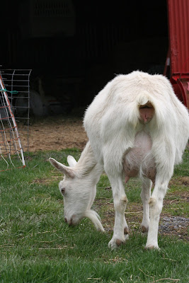 goat mapleton farm sales list due milk got week