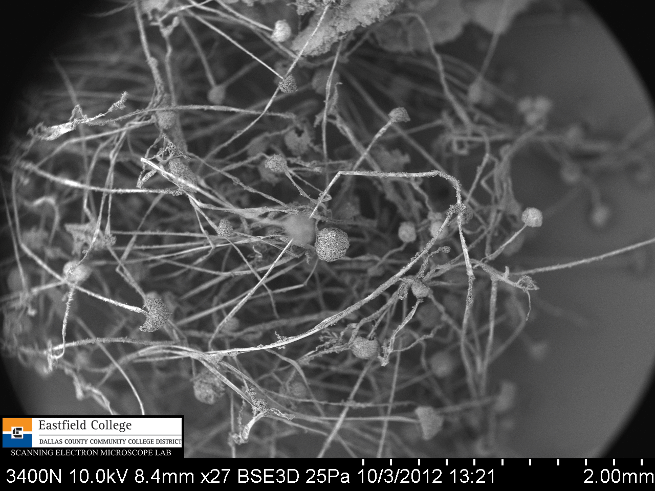 Scanning Electron Microscope Blog: Fungi - Images for Eastfield College ...