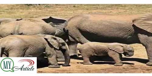 Why Can not Elephants Jump? Elephants