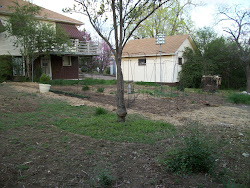 experiments truth coop chicken below