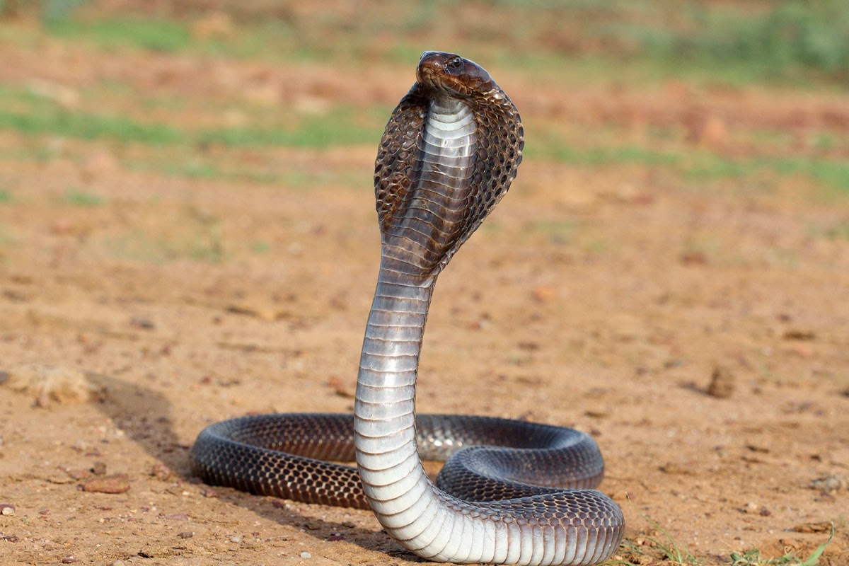Ovelha Curiosa Top 10 Cobras Mais Venenosas do Mundo! Ovelha Curiosa Top 10 Cobras Mais Venenosas do Mundo!