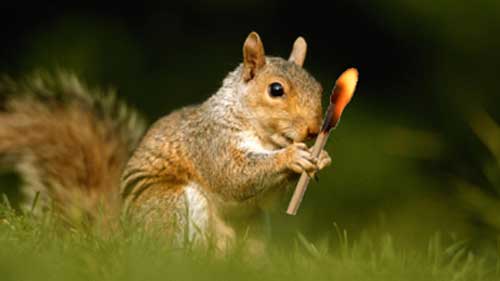 Nothing To Do With Arbroath: Squirrel blamed for causing house fire