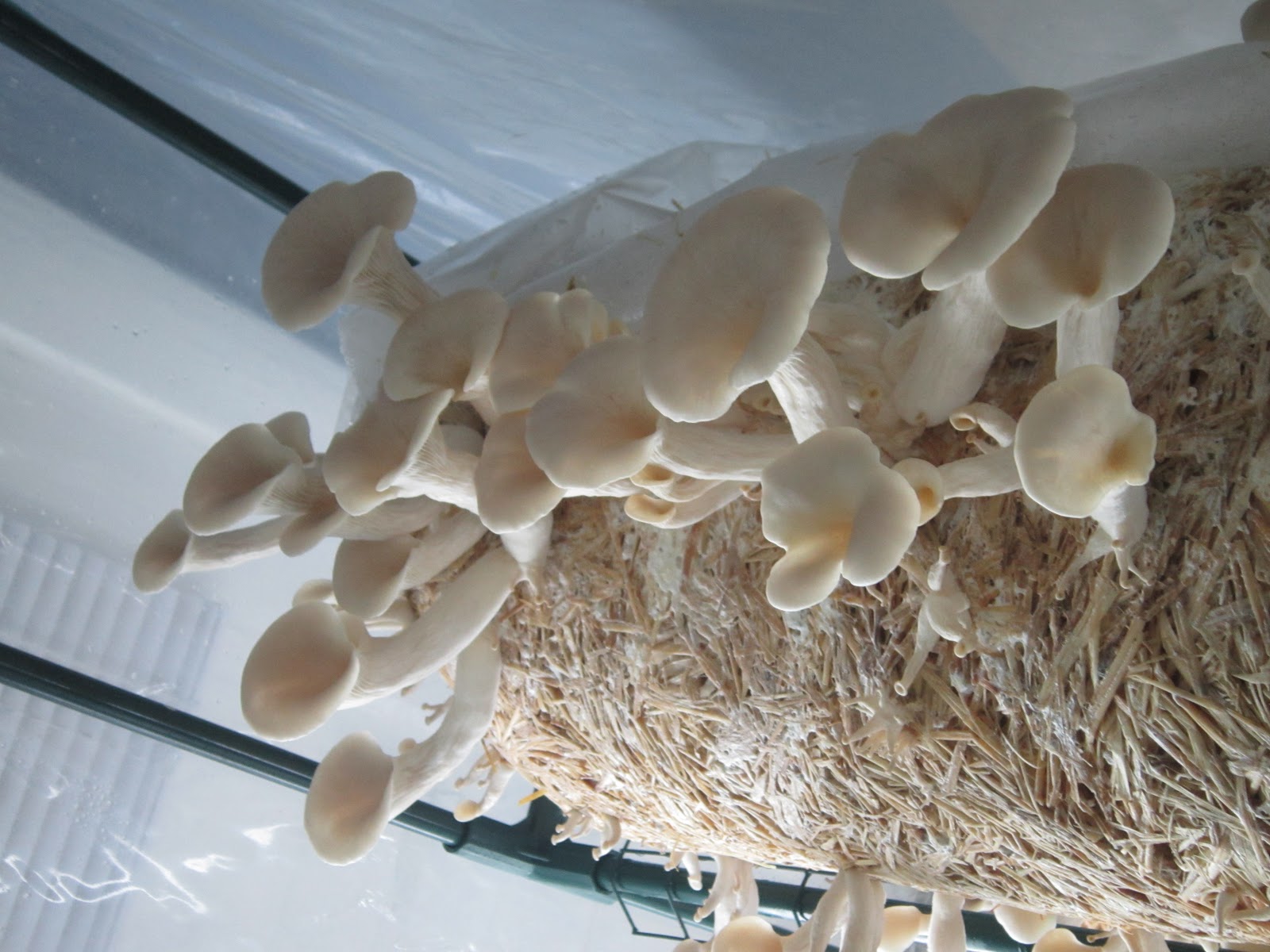 oyster-mushrooms-desert-moon-mushroom-farm
