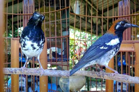 Melirik Harga Pasaran Burung Anis Kembang Tips Burung Kicau
