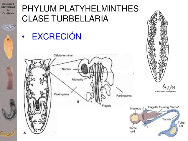 diagrama de platyhelminthes