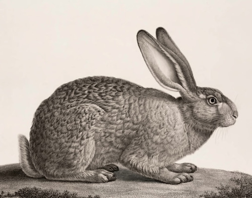 Content in a Cottage: Antiquarian Print: Rabbit circa 1809