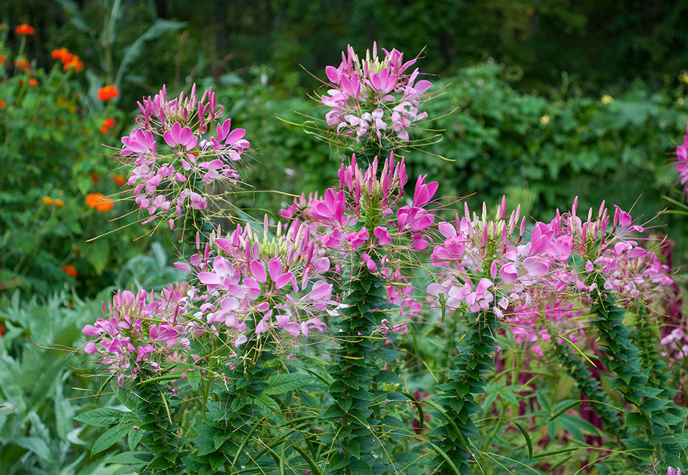 Annuals that Star in Perennial Borders