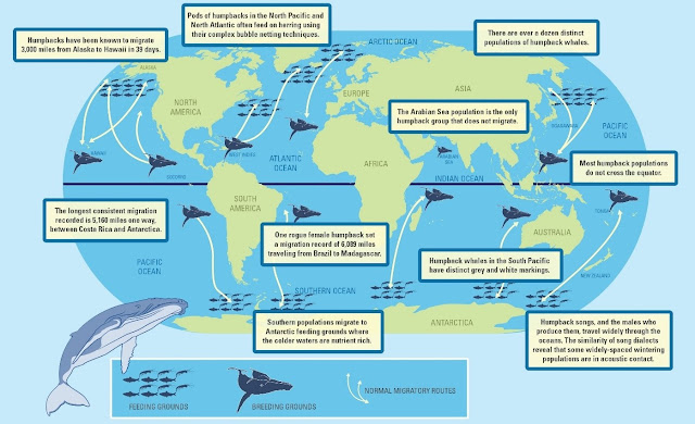 humpback-whales-feeding-breeding-migration-lifespan