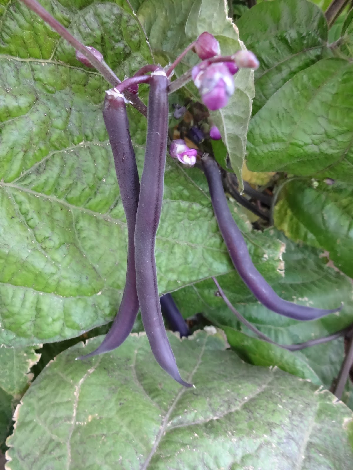 The Scientific Gardener: Royal Burgundy Bush Beans