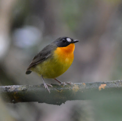 Forest Robin, Stiphrornis erythrothorax