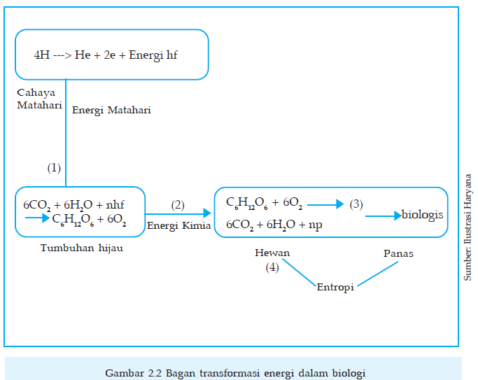 Proses Penting Terjadinya Metabolisme Dalam Sel Makhluk Hidup Ips Ipa