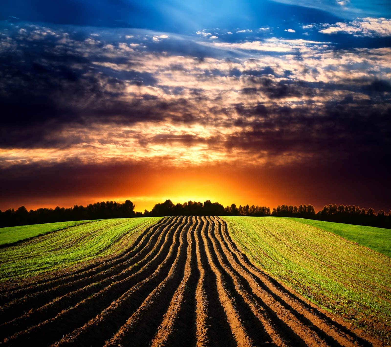 Beautiful Agricultural Fields Picture