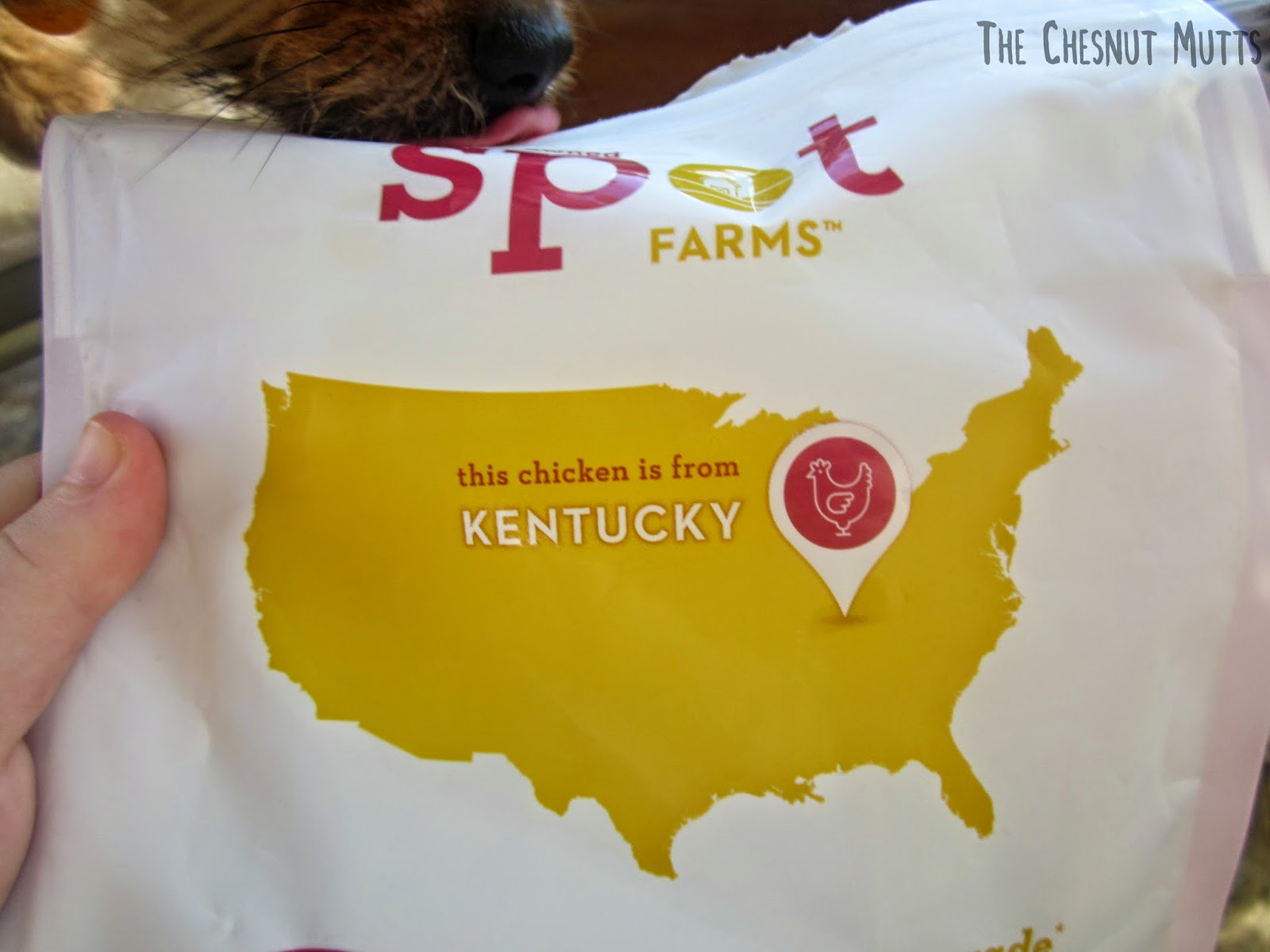 chicken is from kentucky