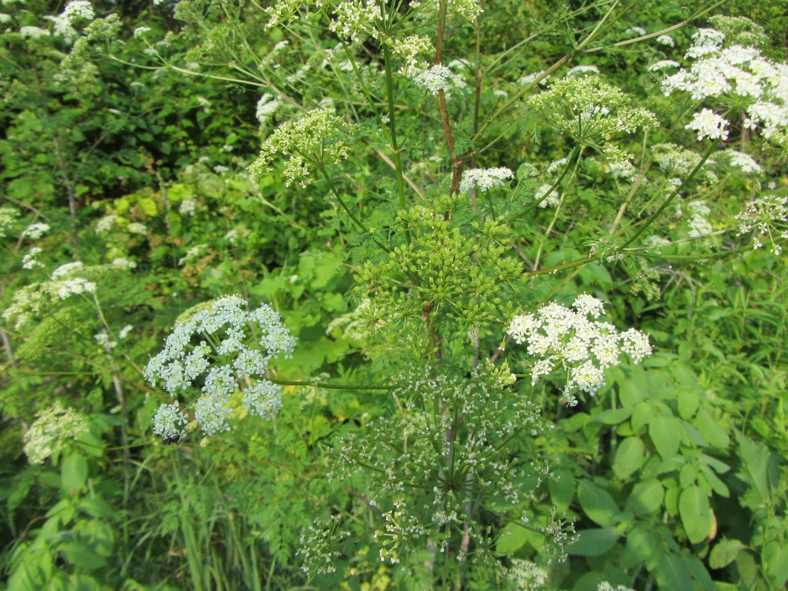 Central Pennsylvania Forestry A Warning About Poison Hemlock