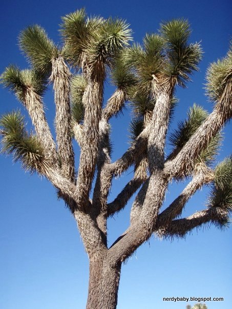 Josling Tree Nerdy Science: Joshua Trees