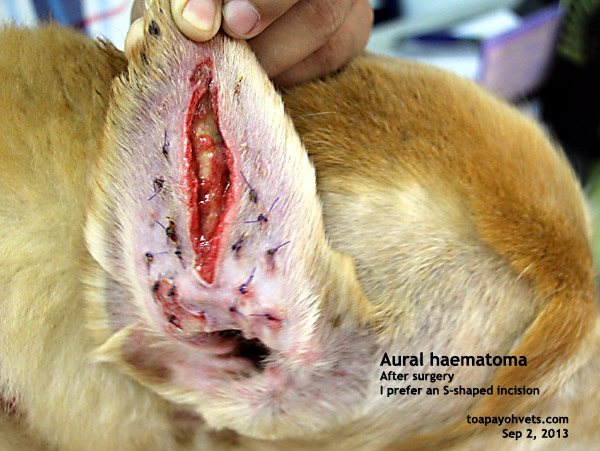 Veterinary and Travel Stories 1116. Aural haematoma surgery