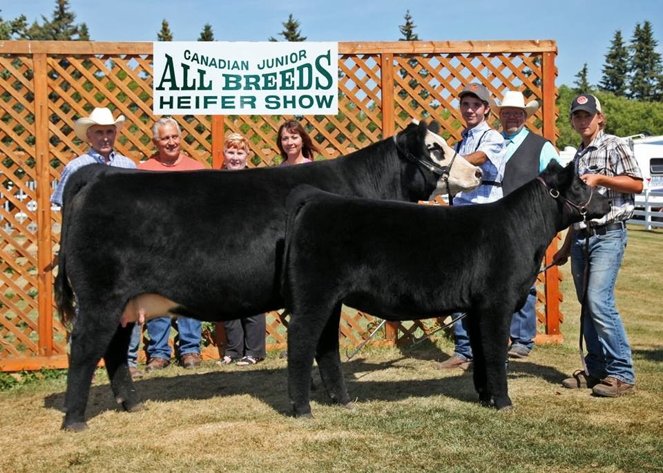 DIAMOND G CATTLE CO. All Breed Jr Heifer Show Alberta