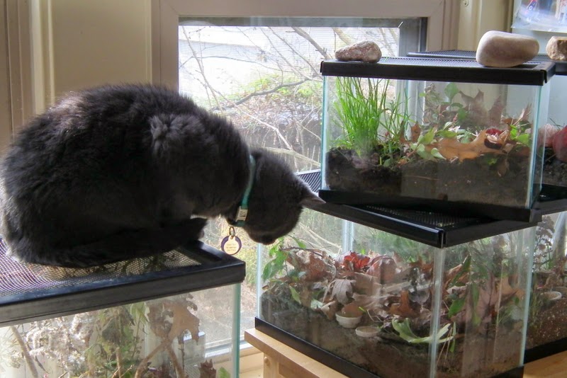 Listening in Nature Crickets in the House ground crickets and field