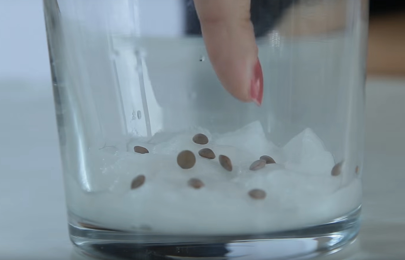 plantar lentejas en vaso con algodon plantar lentejas en vaso con algodon