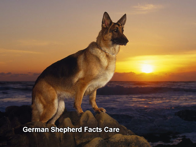 German Shepherd Facts Care German Shepherd Facts Care