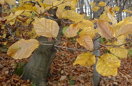 Barwy jesienie jeszcze nie opadły zupełnie.