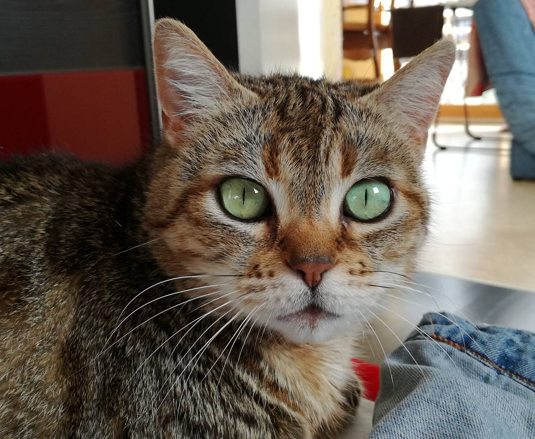 Türkiye�nin En Büyük Kedi ve Köpek Portalı 2017 Kedi