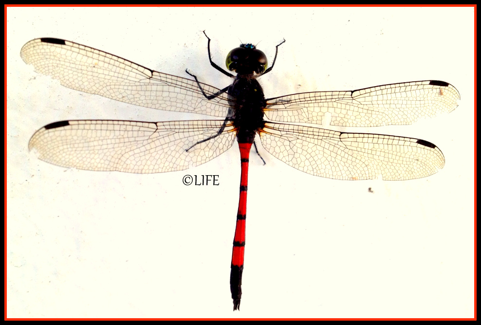 life-live-in-fullness-everyday-day-31