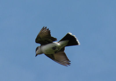 kingbird flying