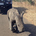 Baby Rhino Rescued