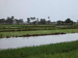 Sejarah Lahan Rawa Pasang Surut di Indonesia Sejarah Lahan Rawa Pasang Surut di Indonesia