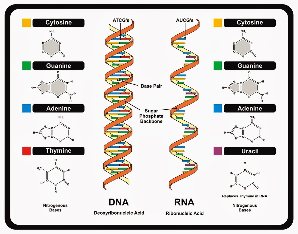 DNA and RNA diagrams