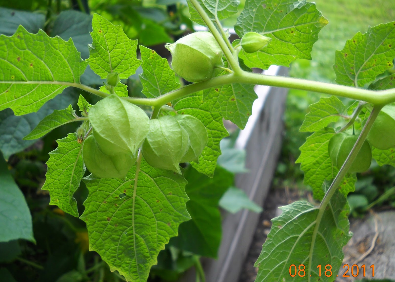 More Than Today Ground Cherries