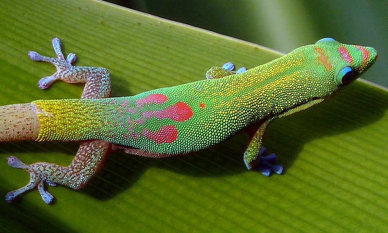 Peregrinations In Search of Akiapolaau