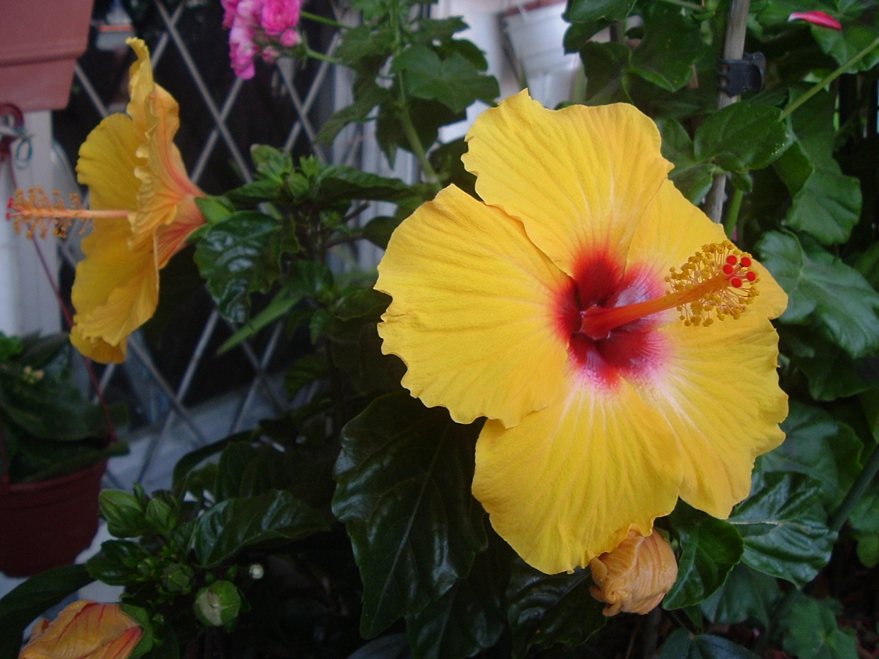 MIS PLANTAS TRUCOS Y CONSEJOS: FLORES DE HIBISCUS EN NOVIEMBRE