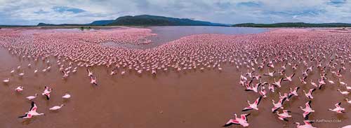 Flamingo, Lake Bogoria, Kenya Flamingo, Lake Bogoria, Kenya