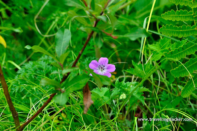 A Flower in the Valley of Flowers