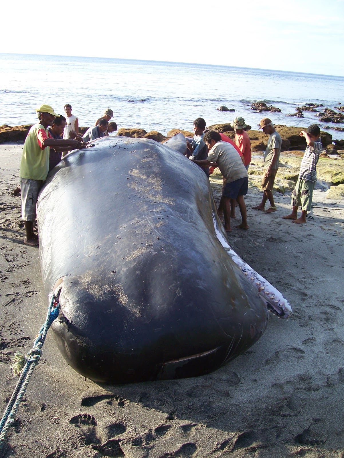 FKW 113 LAMALERA WHALING VILLAGE WONDER 5 Days / 4 Nights Flores