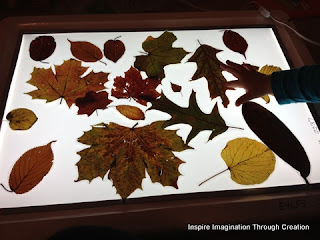 nature table contents on light box 