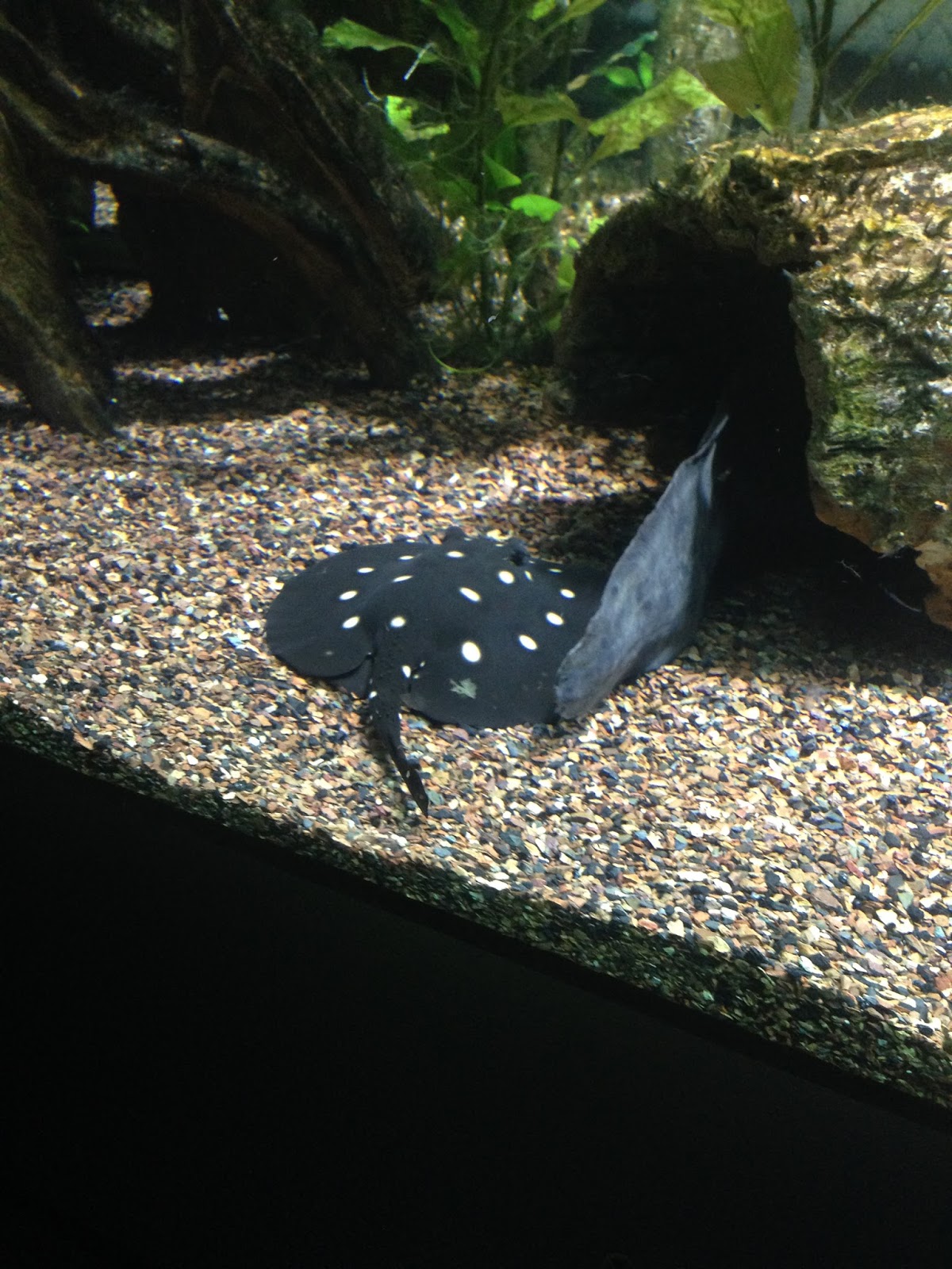 New England Seasonal New England Aquarium