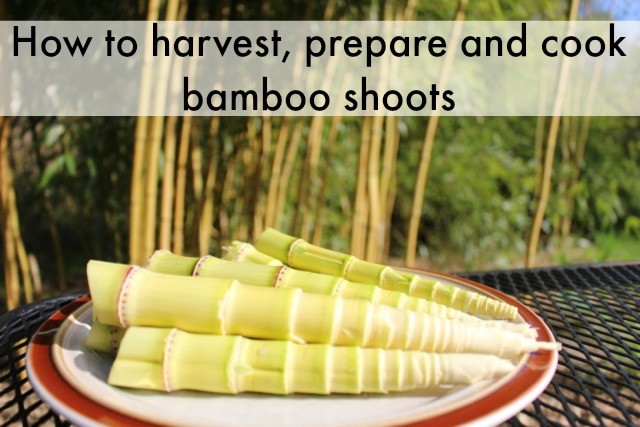 How to harvest and cook bamboo shoots