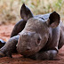 This Is How You Fight Poachers (16 pics) This Is How You Fight Poachers (16 pics)