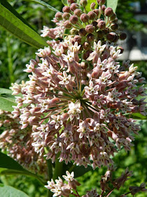 Common milkweed Asclepias syriaca blooms by garden muses-not another Toronto gardening blog