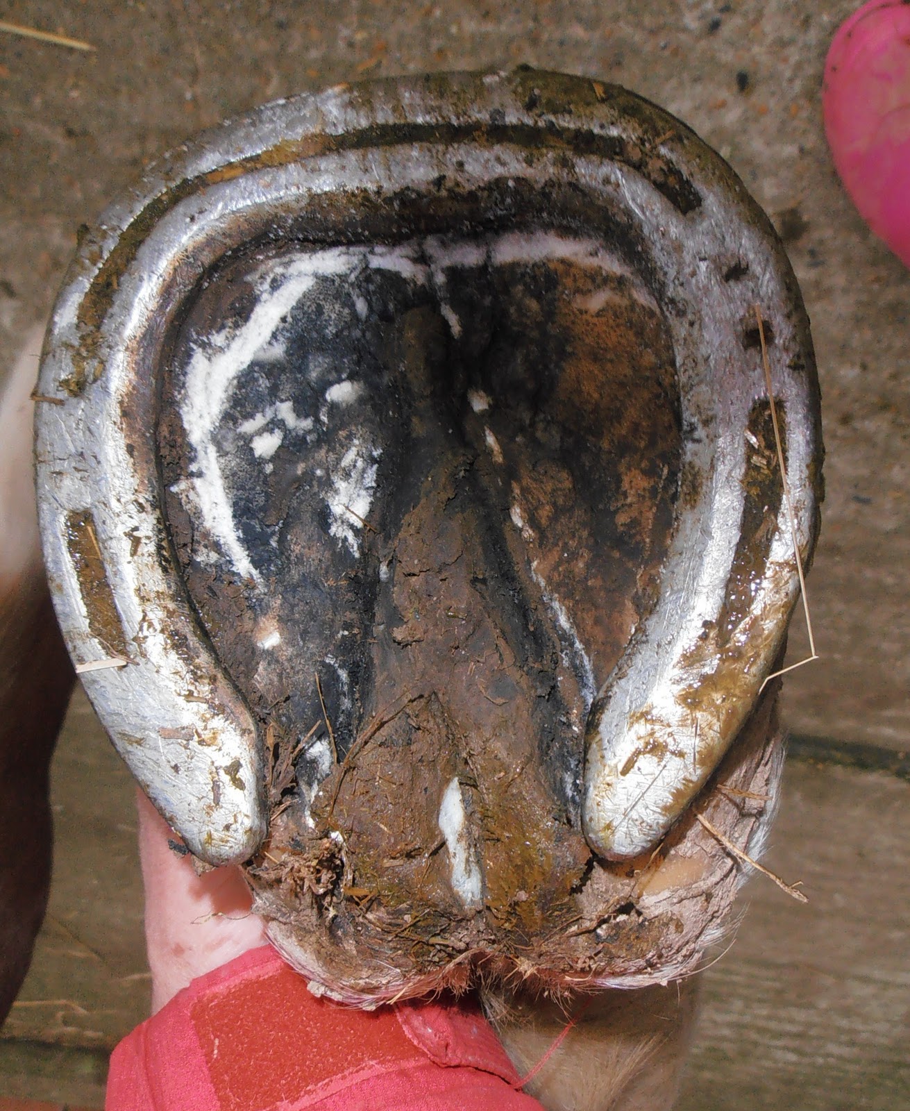 Barefoot Horse Blog What did Christmas bring?