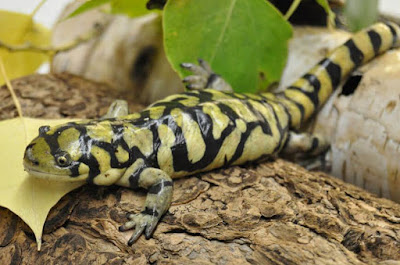 Salamander - animals beginning with letter s Salamander - animals beginning with letter s