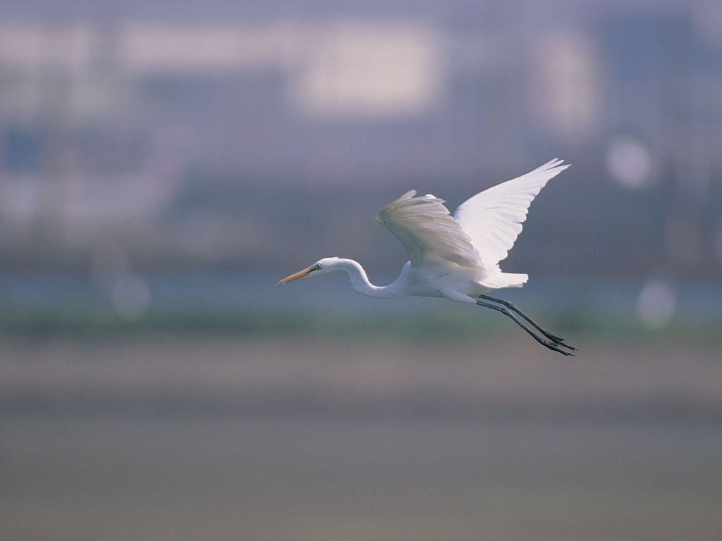 Bird In Everything Stock Bird Photos