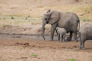 Elephants in Tarangire