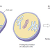 Proses Pembentukan Inti Sel dan Retikulum Endoplasma (RE)