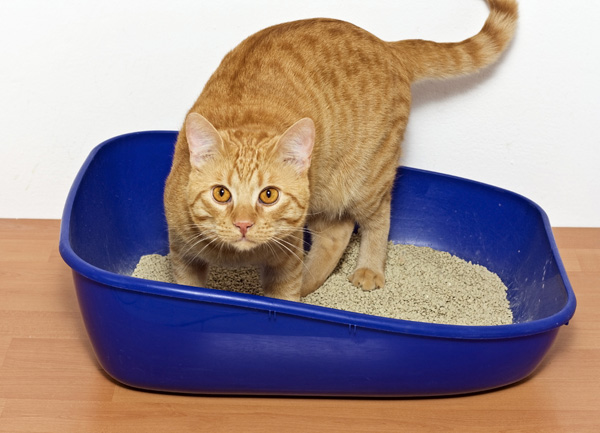 cara melatih kucing