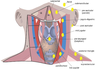 ENT for medical students: ديسمبر 2012