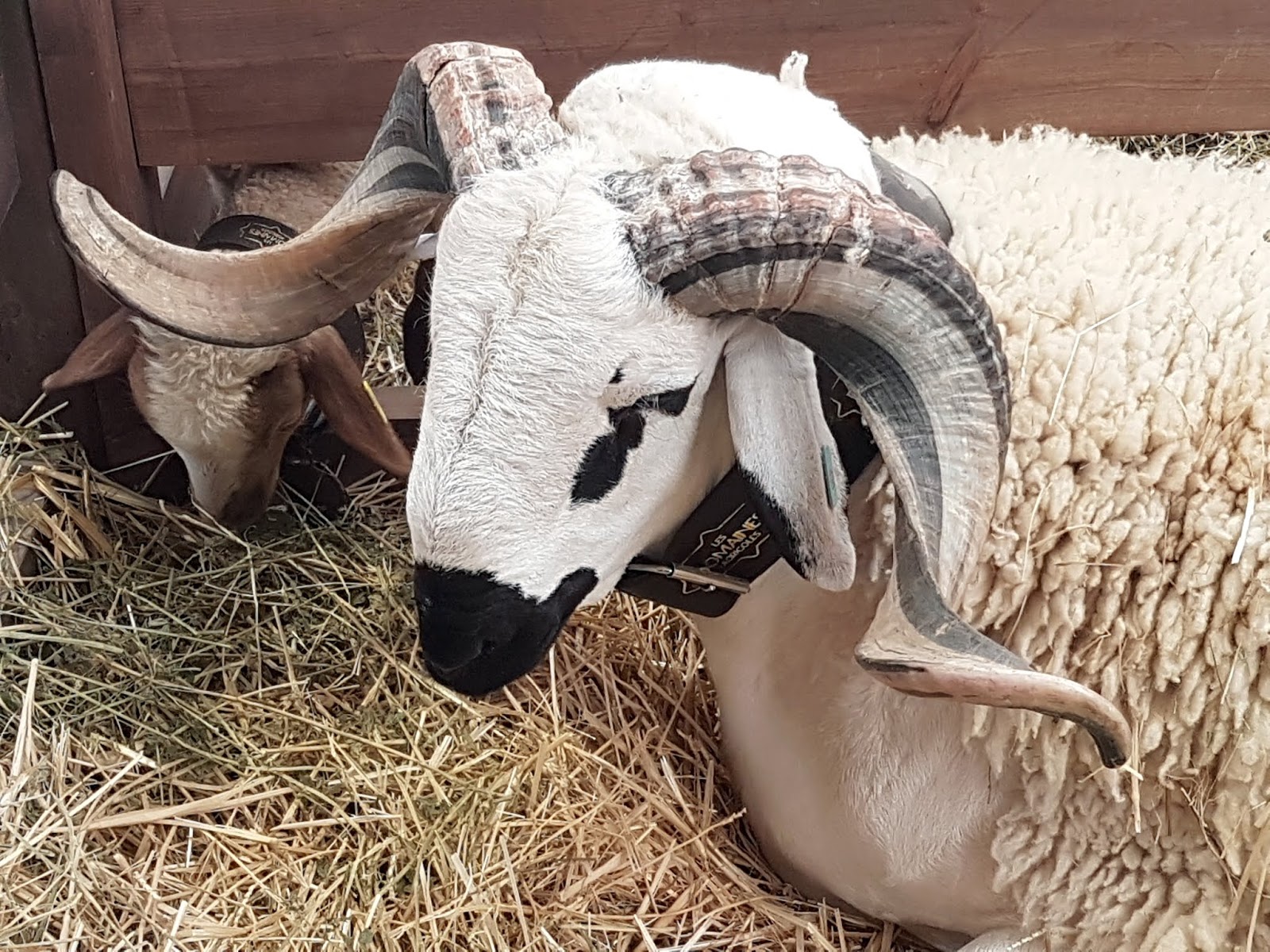 RIAD FES MAROC Maroc Aïd El Kebir 2018